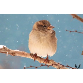 A sparrow sitting on a tree branch with a blue sky backdrop durign the winter